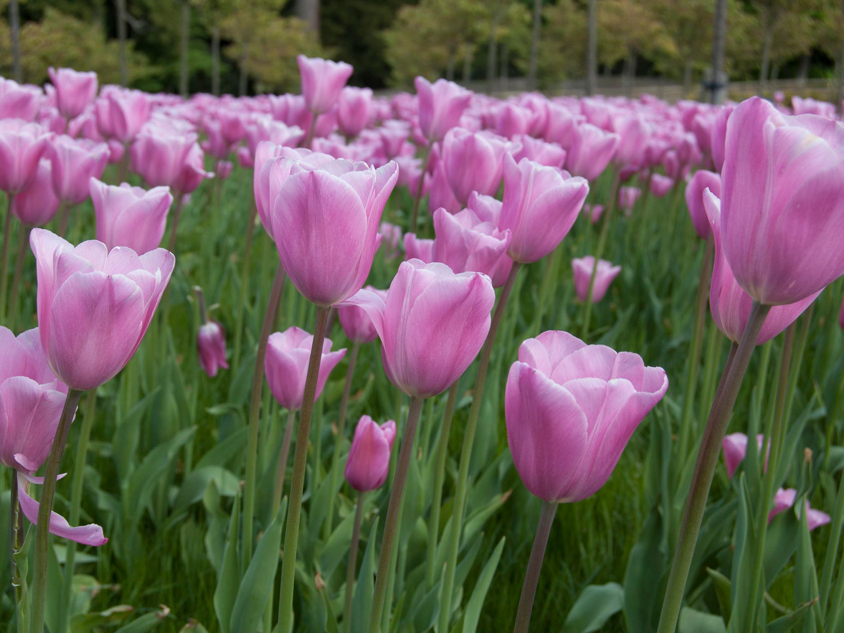 pinktulips